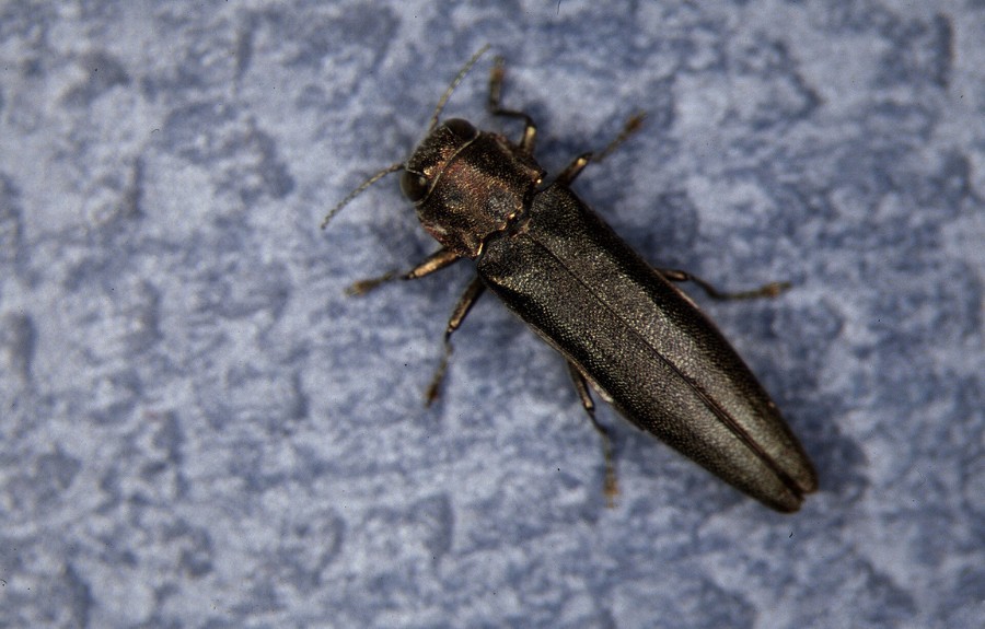 Close-up of adult bronze birch borer beetle showing metallic bronze-colored body and distinctive oval shape on gray surface
