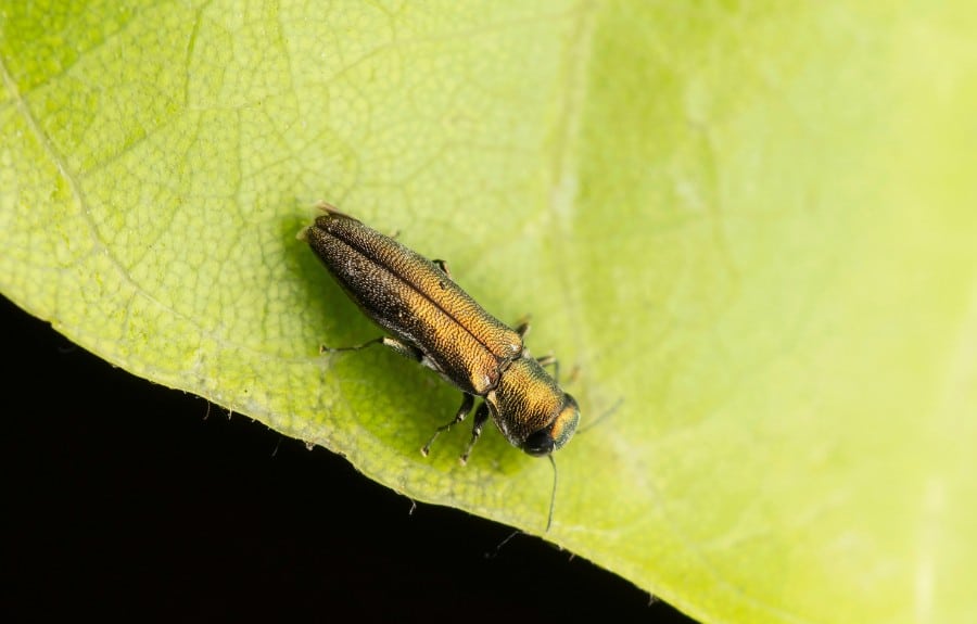 Close-up of an emerald ash borer beetle resting on a chewed ash leaf, showing its slender metallic green-bronze body