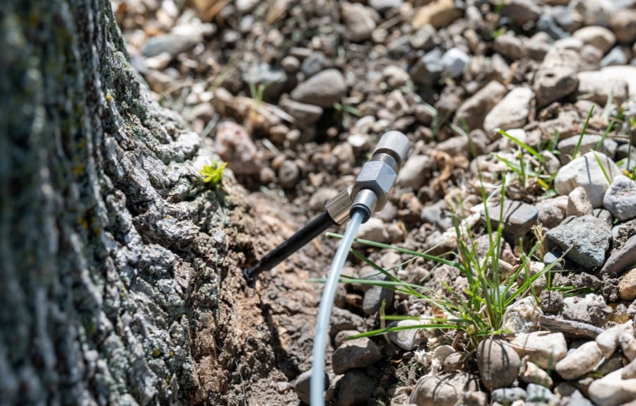 Tree injection tubing inserted at the base of an ash tree during a systemic treatment application.