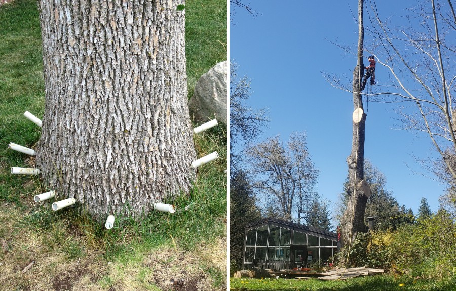 Comparison showing emerald ash borer treatment injections at the base of an ash tree alongside the removal of a severely declining ash tree by an arborist.