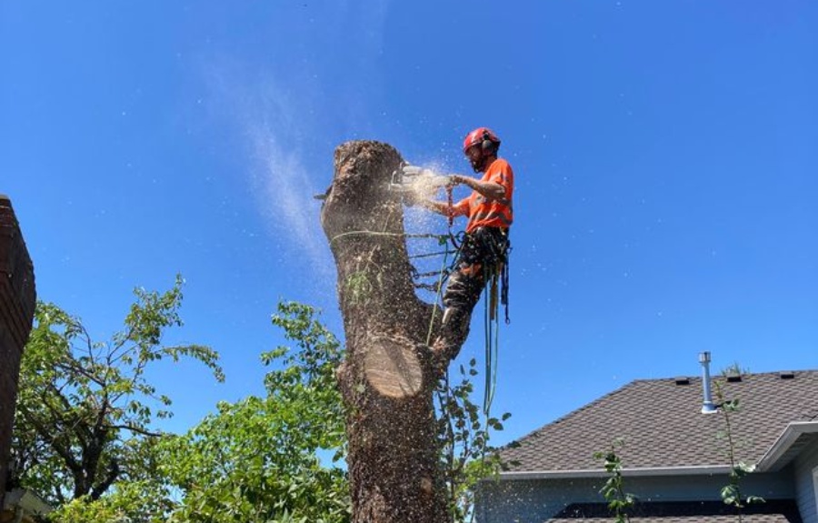A Certified Arborist in safety gear uses a chainsaw while secured in a tree during removal work.