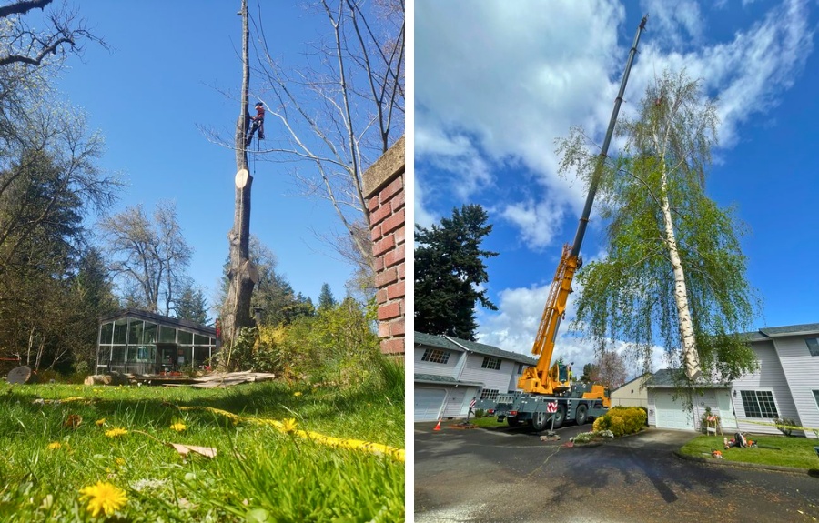 Two combined images show an arborist secured high in a bare tree using a chainsaw on the left, and an orange crane lifting cut tree sections over a residential neighborhood on the right.