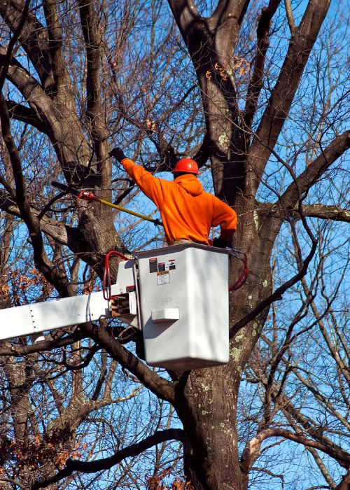 ArborPro arborist on a bucket pruning a tree during fall season near Portland