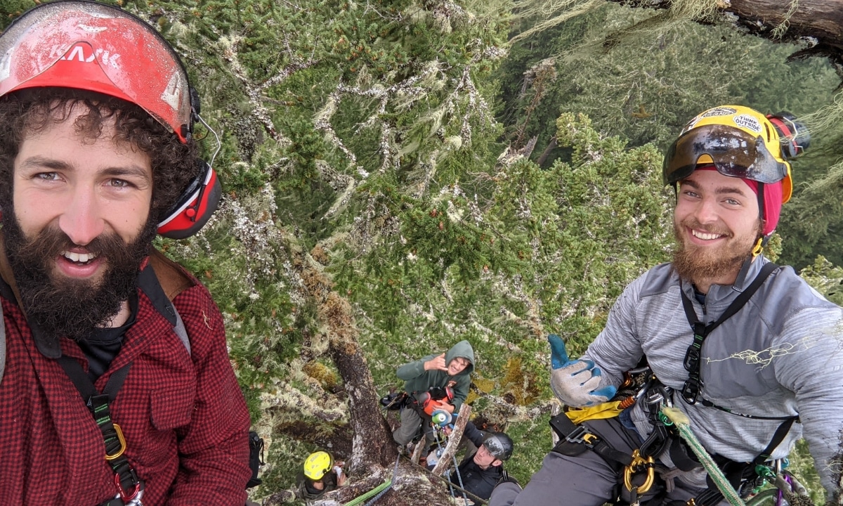 Arbor Pro Tree Arborists harnessed on a tree for a drill.