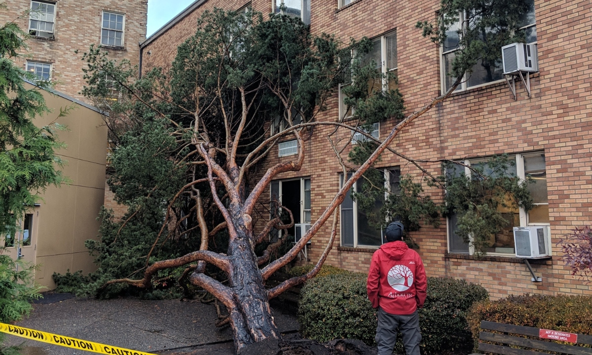 Storm-Fallen tree on brick building with surrounding caution line by an ArborPro tree crew.