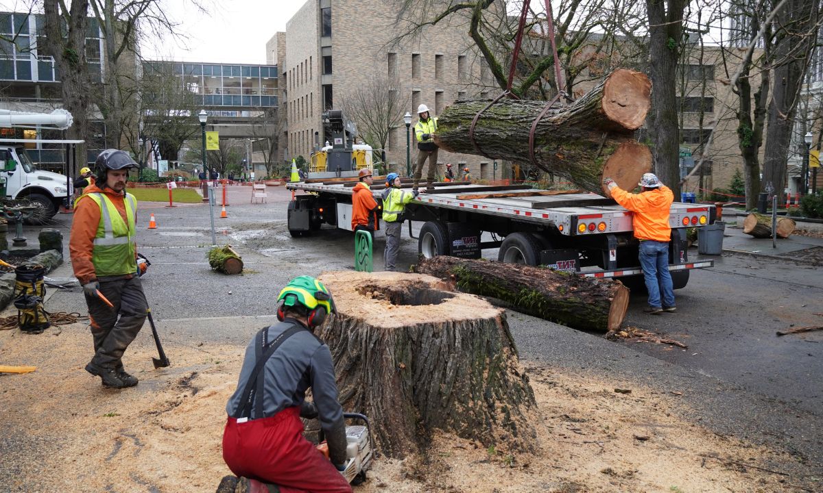 ArborPro Tree Experts tree crew removing a tree in a commercial area during fall in Portland.