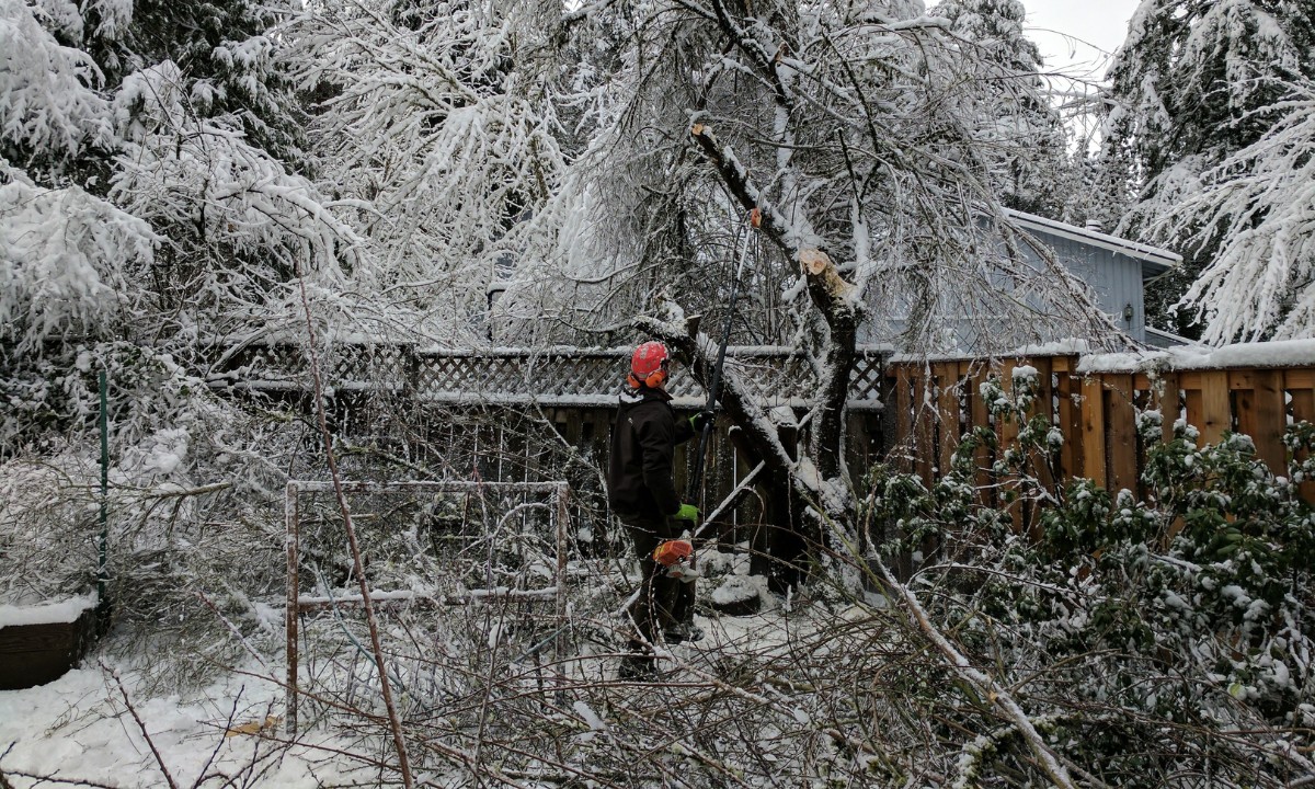 Ground crew cleaning up storm fallen debris of a tree after a snowstorm