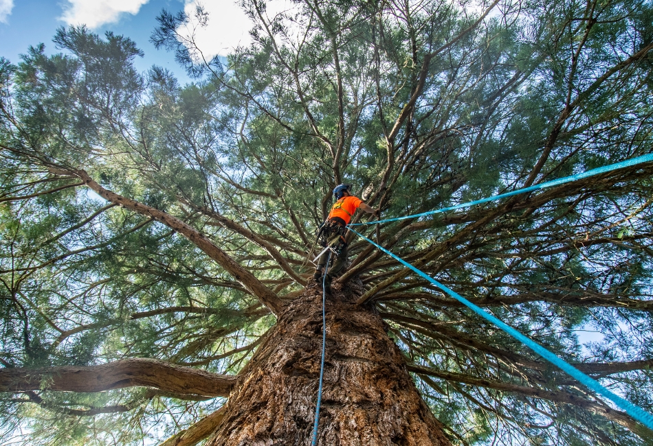 A worm's eye view of an ArborPro Tree Expert arborist harnessed on a tree while pruning a tree in Portland, OR.