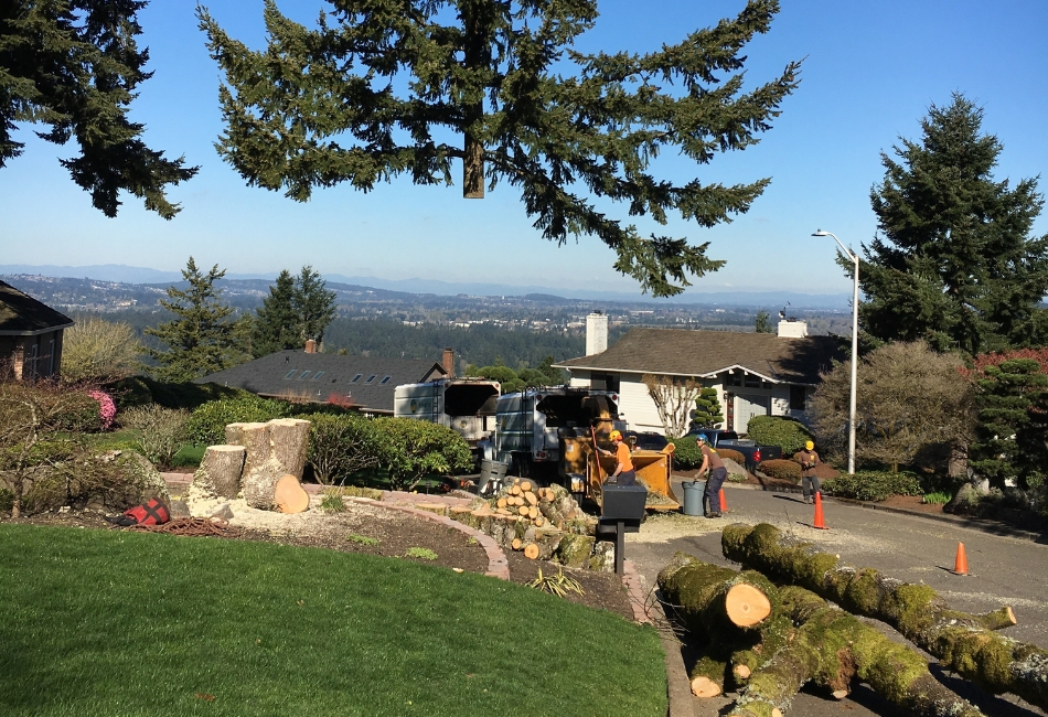 ArborPro Tree Experts crew removing a large tree in a garden of a residence in Portland, OR.