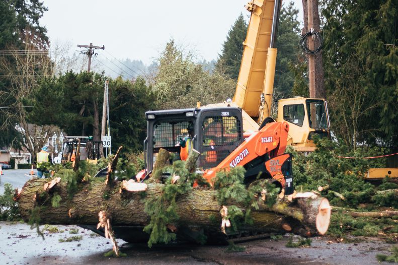 A yellow crane with trees on the ground after a removal.