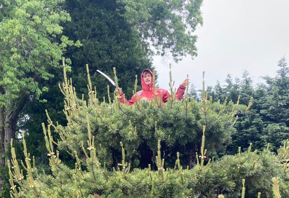 ArborPro tree crew wearing a red jacket with a saw for pruning.