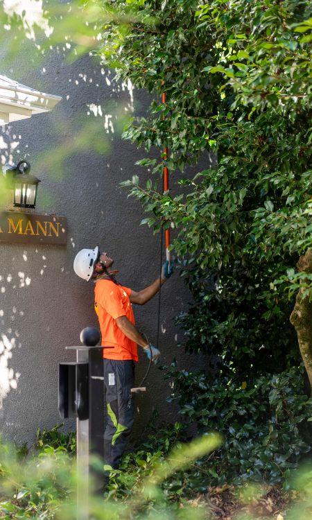 ArborPro tree crew with a white helmet and extended saw, pruning a tree.