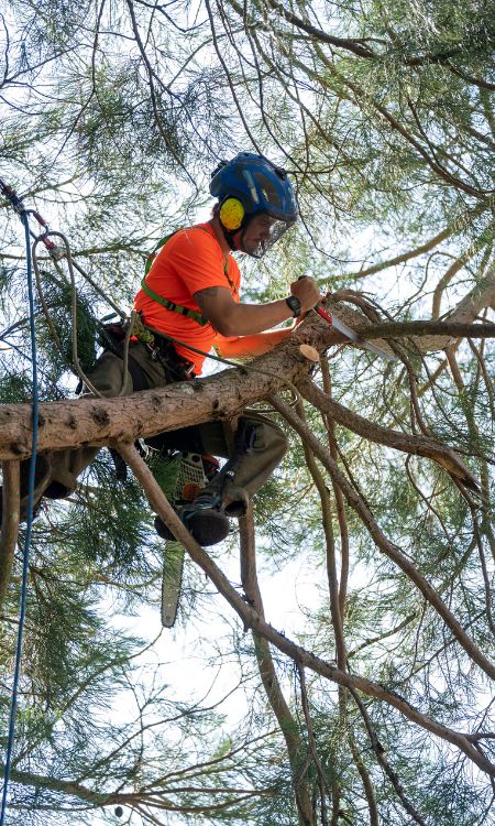 Arbor Pro Tree crew pruning a branch.