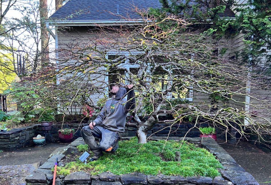 ArborPro tree crew member in a grey jacket under an ornamental tree doing some pruning.