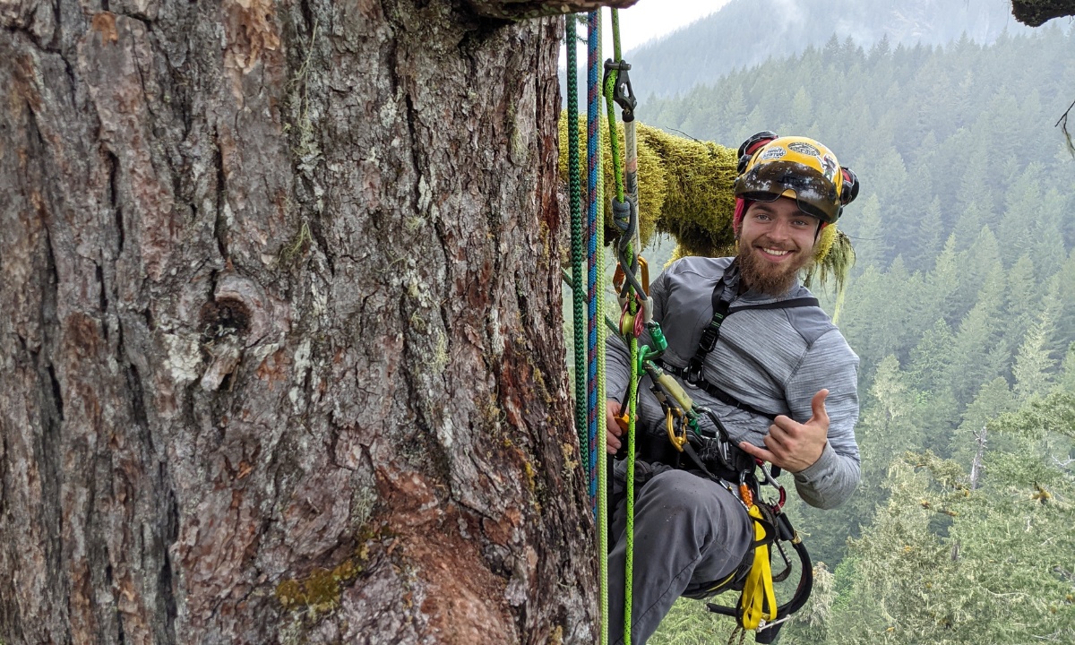 ArborPro taree arborist with harness while on a tree with a misty forest background.