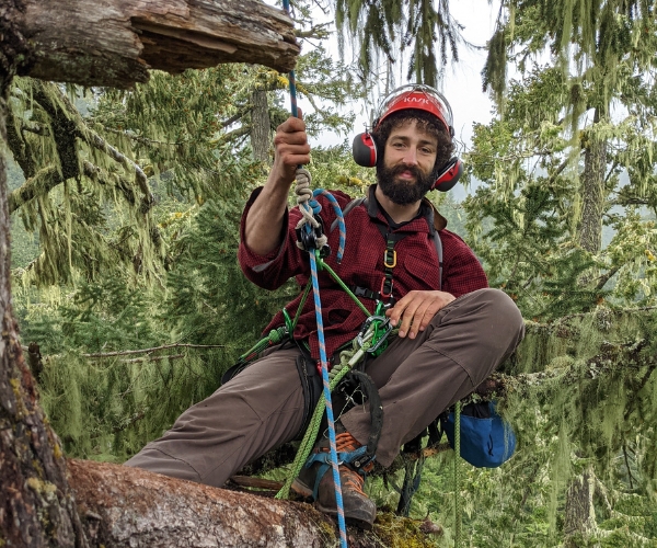 Colin of ArborPro tree experts cabling an old tree.