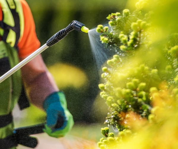 Arborist spraying fertilizer on a plant.