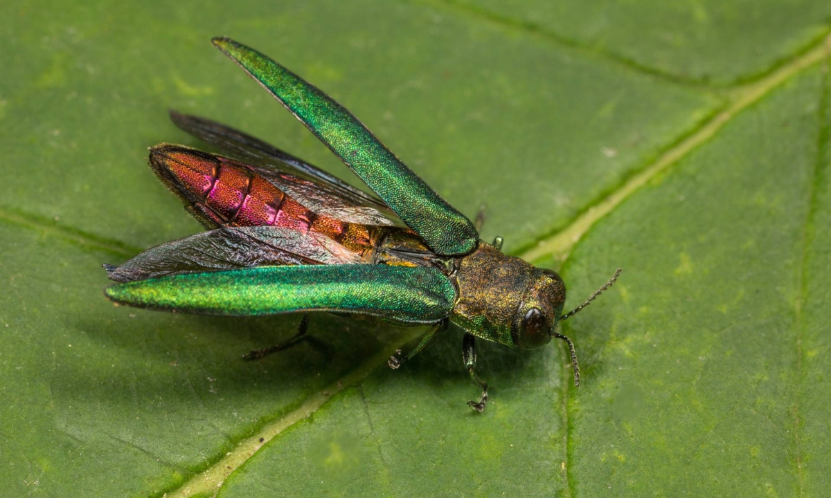 Emerald ash borer on a leaf.