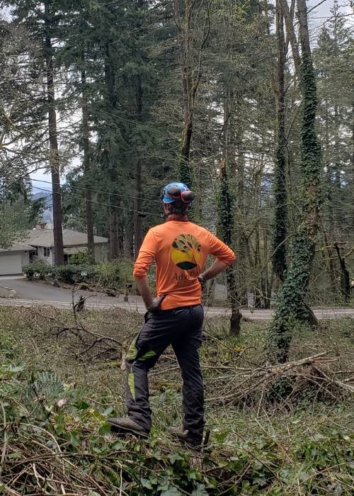 Arborist with blue helmet of ArborPro looking at trees.