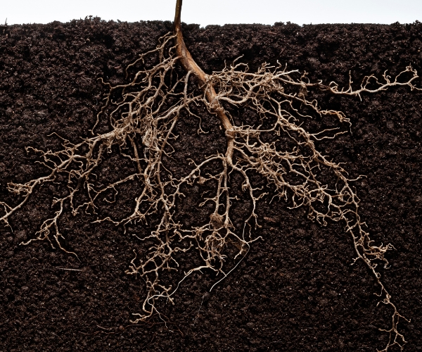 Photo of developing tree roots.