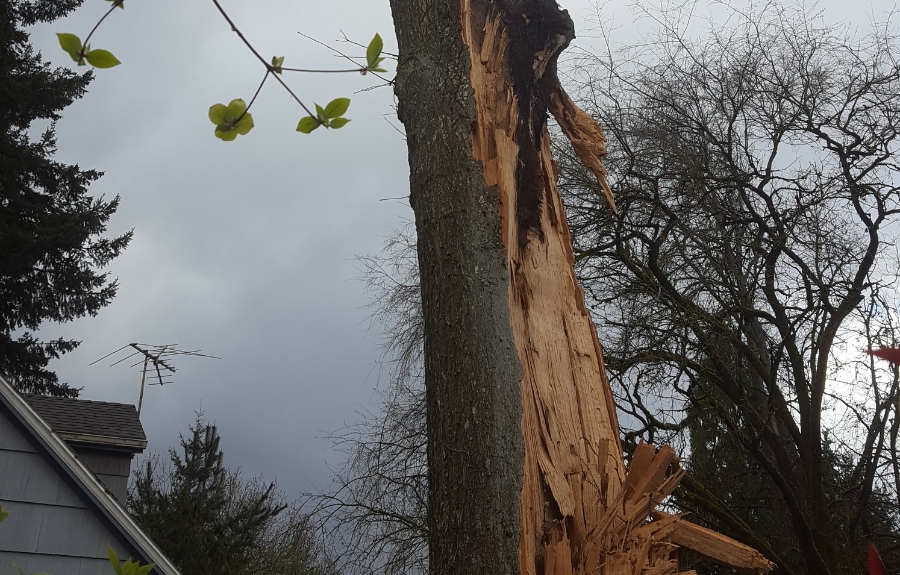Storm-damaged tree trunk with split bark and exposed wood showing structural failure after Portland ice storm.