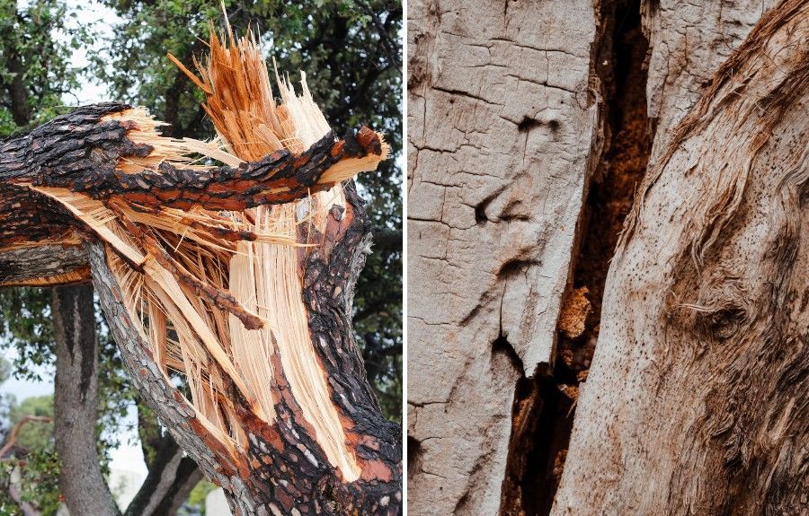Broken tree branch with splintered wood beside a close-up of a cracked tree trunk showing structural damage.
