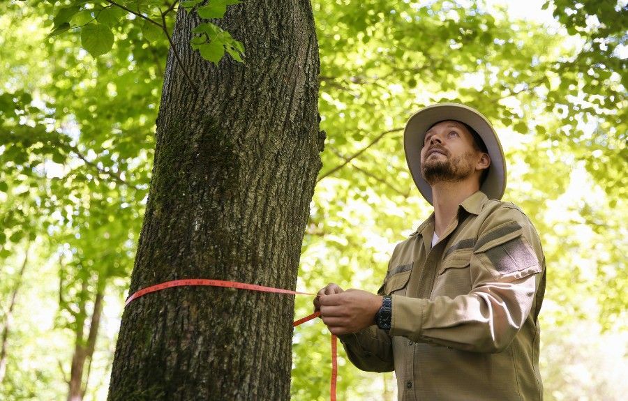 Certified arborist measuring the trunk of a mature tree during a professional tree inspection and health assessment.