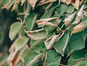 Close-up of green tree leaves with several leaf edges curled, dried, and browned from summer heat stress, growing among healthy foliage.