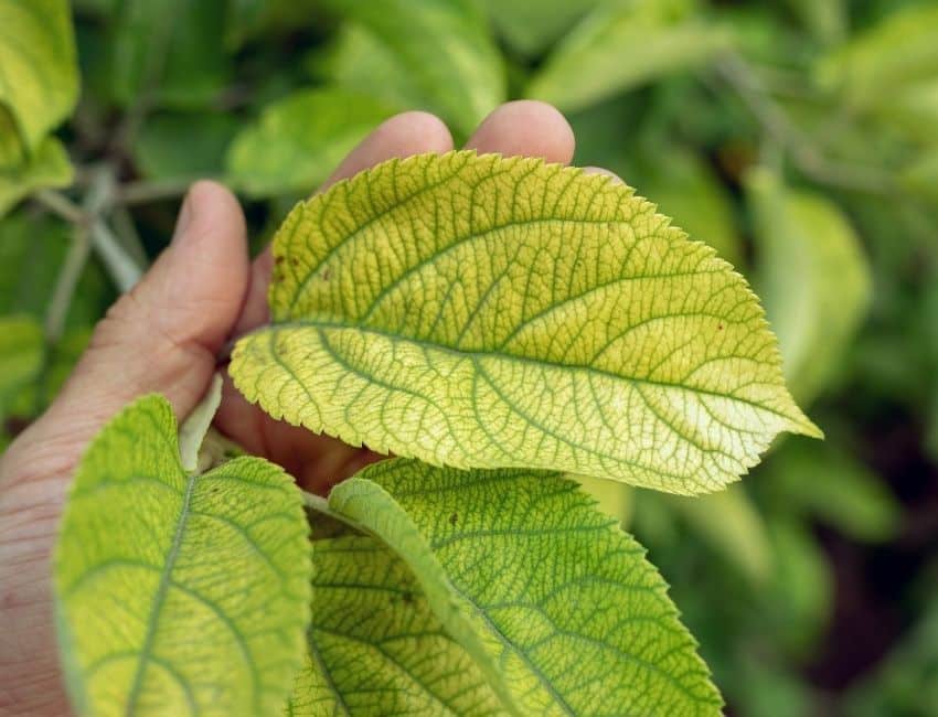 Close-up of yellow tree leaves with dark green veins showing chlorosis symptoms on a deciduous tree in Oregon.