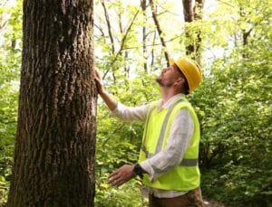 ISA Certified arborist in Oregon City inspecting the trunk and canopy of a mature tree during a professional tree health assessment.