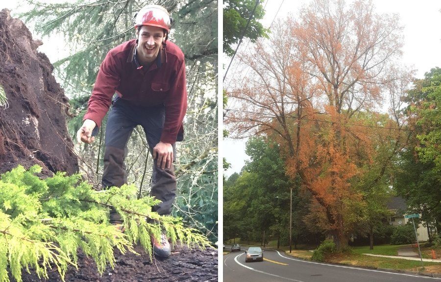 ISA Certified Arborist inspecting a tree root zone beside a mature tree with widespread yellow and brown canopy decline in Oregon.