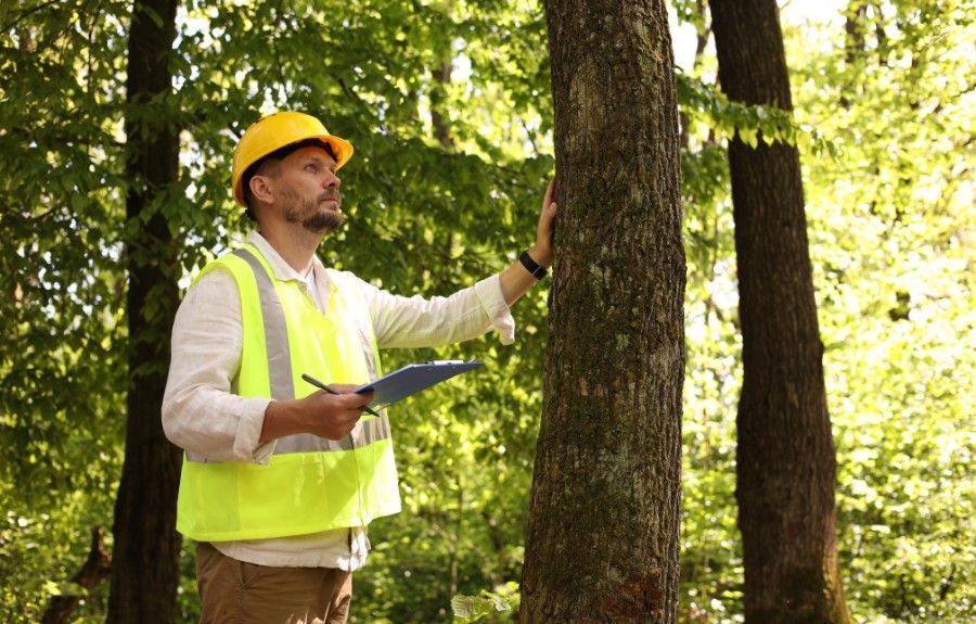 ISA Certified arborist with a clipboard inspecting a mature tree and documenting findings during a professional tree health assessment.