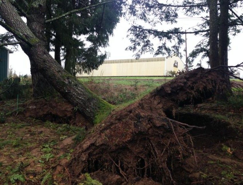 Large tree leaning heavily to one side with an exposed root plate and disturbed soil around its base.