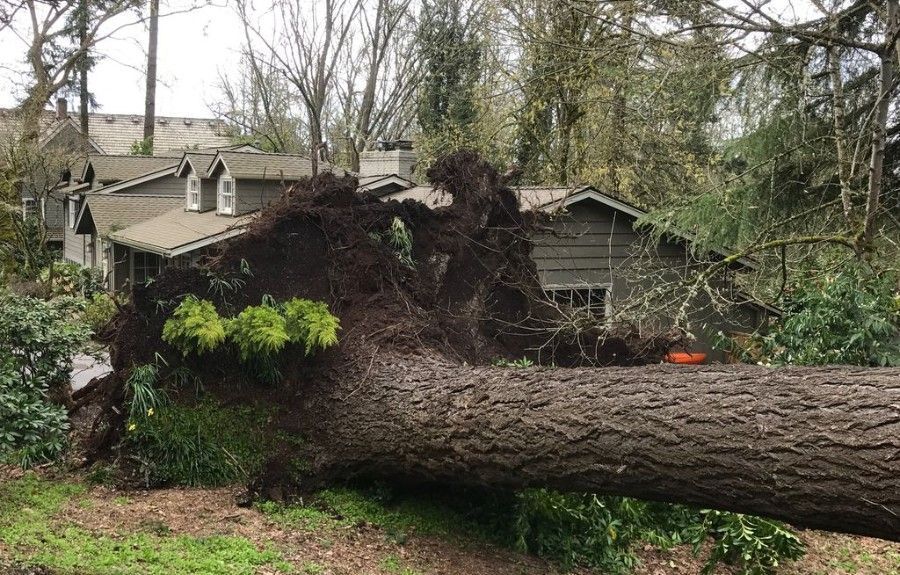 Large uprooted tree lying on its side with an exposed root plate near homes in a wooded residential area.