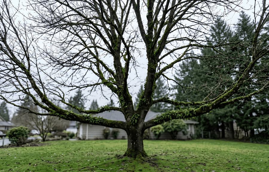Once the leaves are gone, the full branch structure is easy to read, which makes winter the best time for structural pruning. Leafless bigleaf maple in winter with its full branch structure visible near Beaverton, Oregon