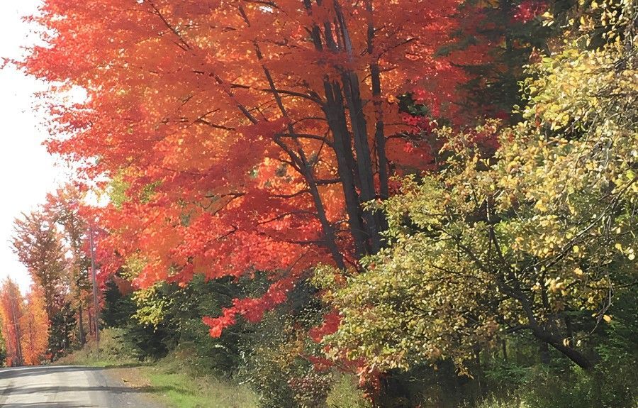 Mature roadside trees with red, orange, and green fall foliage along a wooded road.
