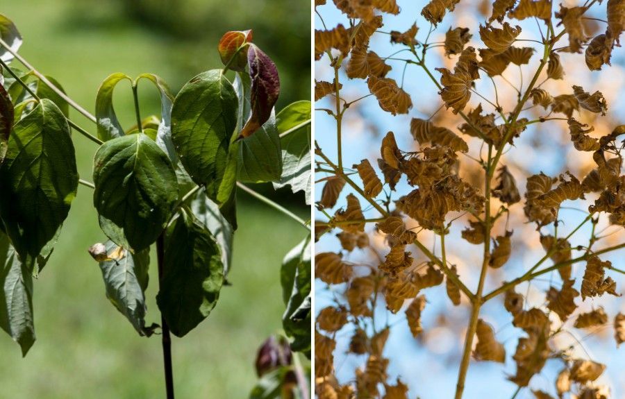 Split image comparing a cluster of slightly wilted green leaves on the left with a branch of severely curled, dried, brown leaves against a blue sky on the right.