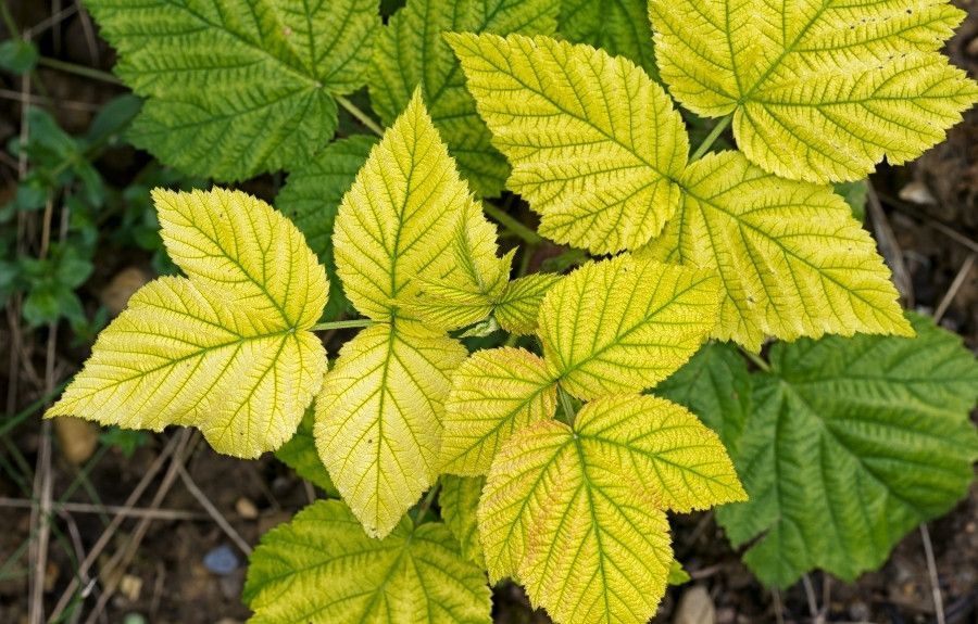Tree leaves showing widespread yellowing with green veins caused by nutrient deficiency and chlorosis.