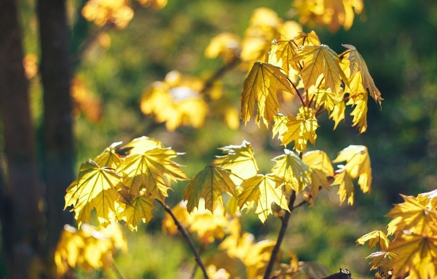 Yellow spring leaves emerging on a maple tree branch with sunlight filtering through the canopy in the Pacific Northwest.