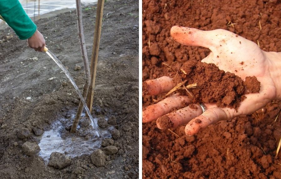 Young tree being watered in saturated soil beside a close-up of heavy clay soil commonly found in the Willamette Valley.